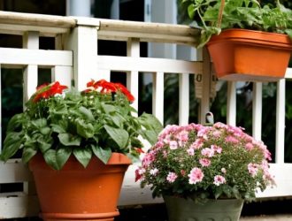 Правильное время пересадки балконных помидоров: секреты здорового роста и плодоношения