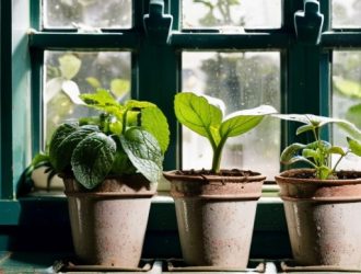 Правильный полив рассады огурцов: секреты успешного роста на подоконнике