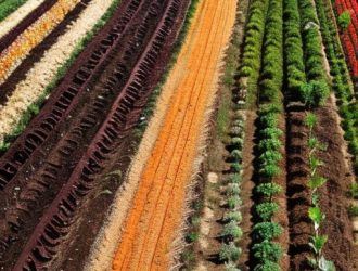 Правильный севооборот: Как выбрать культуры после земляники для здоровья почвы и урожайности