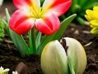 Правильный уход за луковичными цветами: секреты здоровья и будущего цветения