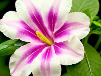 Правильный уход за петуниями: секреты обильного и долгого цветения