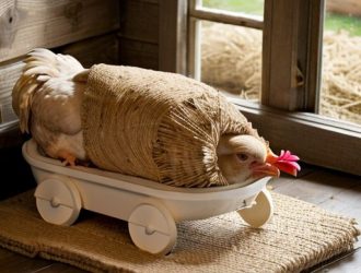 Правильный выбор подстилки для бройлеров: залог здоровья и роста птиц