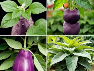 Прищипывание баклажанов: Как повысить урожай и улучшить качество плодов