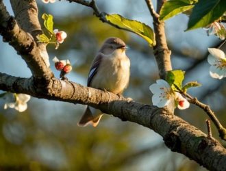Прививка яблонь в Подмосковье: секреты успешного ухода и повышения урожайности