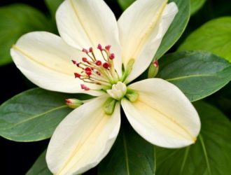 Раскрытие почек: Ключ к пониманию жизни растений и экосистемы