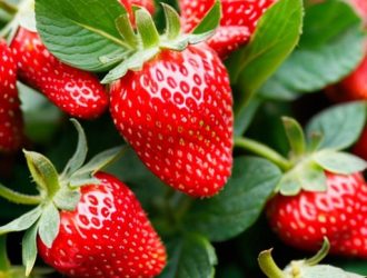 Разнообразие способов размножения земляники: от семян до корневых отпрысков