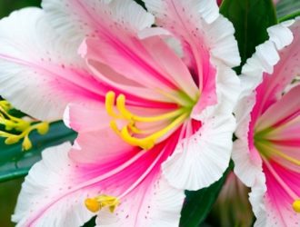 Рододендрон в Подмосковье: секреты цветения и ухода за красавцем сада