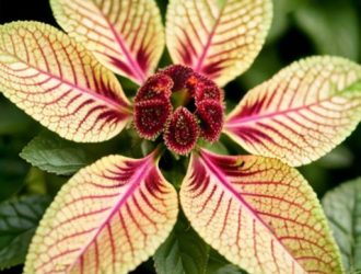 Съедобный амарант: история, польза и кулинарные секреты древнего растения