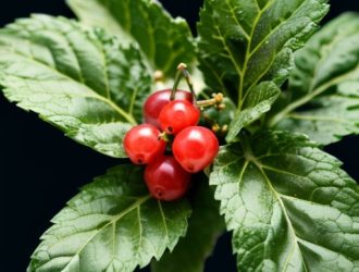 Секреты ухода за смородиной: как предотвратить появление бордовых листьев и сохранить урожай