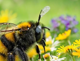 Шмели: Невидимые Герои Экосистемы и Их Защита в Современном Мире