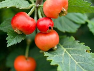 Штамбовая смородина: секреты успешного выращивания и ухода для садоводов