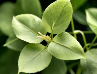 Сныть: Полезные свойства, методы сушки и секреты использования в кулинарии и медицине