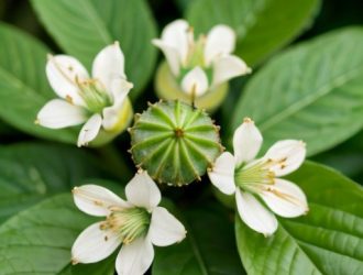 Сныть: Удивительное дикорастущее растение в кулинарии и медицине