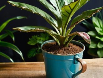 Соленая вода для комнатных растений: полезно или опасно?