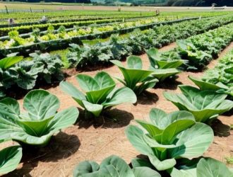 Солнечный свет как ключевой фактор для успешного выращивания капусты: от фотосинтеза до оптимальных условий роста