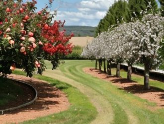 Соседство для здоровья: Как правильно выбрать растения для посадки между яблонями