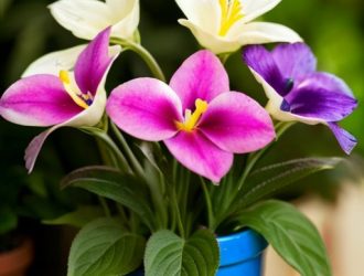 Сосудистый бактериоз у фиалок: как распознать, лечить и предотвратить заболевание