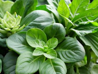 Совместное выращивание огурцов: идеальные соседи для вашего тепличного урожая