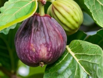 Созревание инжира: от цветка до сладкого плода в природе и культуре