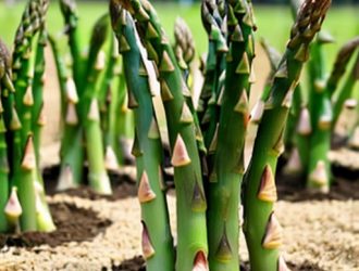 Спаржа: Удивительное Растение с Богатой Историей и Полезными Свойствами