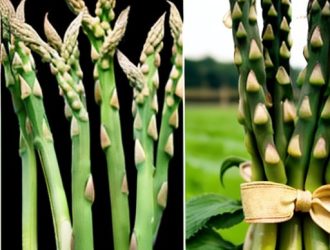 Спаржевая и Обычная Фасоль: Важные Различия и Их Значение для Кулинарии и Выращивания