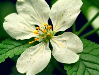 Светлые пятна на листьях герани: причины, диагностика и эффективные методы борьбы