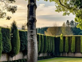 Тополь: Размножение и Экологическая Роль в Современном Садоводстве