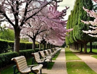 Тополя без пуха: будущее озеленения или миф о комфорте?