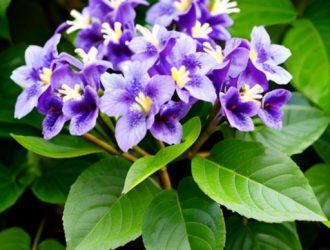 Уход за порослью сирени: секреты здоровья и красоты вашего кустарника