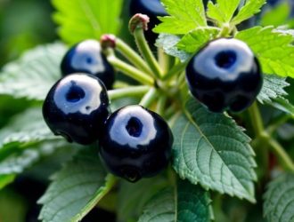 Уход за смородиной: секреты успешного выращивания и плодоношения