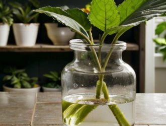 Укоренение бальзамина в домашних условиях: секреты успешного роста и ухода