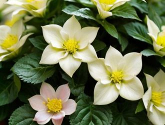 Укоренение черенков гортензии метельчатой: пошаговое руководство для садоводов