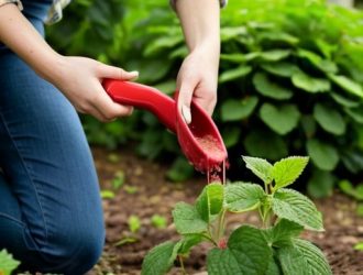 Успех в выращивании малины: секреты ухода и профилактики болезней