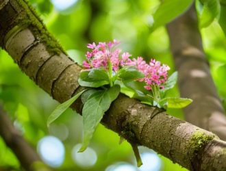 Весенние листья: Как природа возрождается и поддерживает экосистему