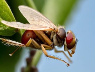 Вишневая муха: Как защитить урожай и минимизировать потери