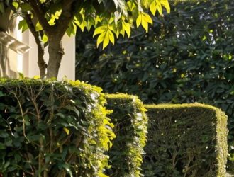 Выбор идеальных растений для живой изгороди: бирючина или кизильник?