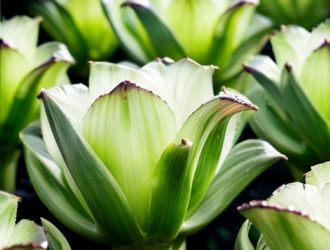 Выращивание лука на перо: от выбора сортов до успешного бизнеса