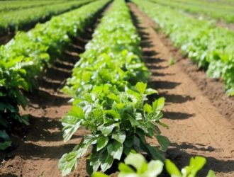 Выращивание нута: от основ до успешного урожая