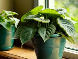 Выращивание огурцов на подоконнике: секреты успешного домашнего садоводства