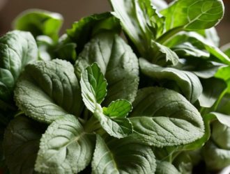 Выращивание растений дома: как создать зеленый уголок круглый год