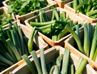 Выращивание зеленого лука: Как превратить хобби в прибыльный бизнес