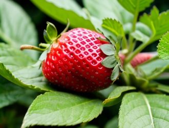 Зачем и как правильно обрезать листья у клубники: советы для садоводов