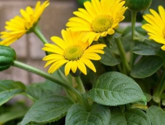 Защита листьев огурцов: как предотвратить вредителей и болезни для максимального урожая