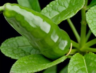 Защита перцев: Как справиться с вредителями и сохранить урожай