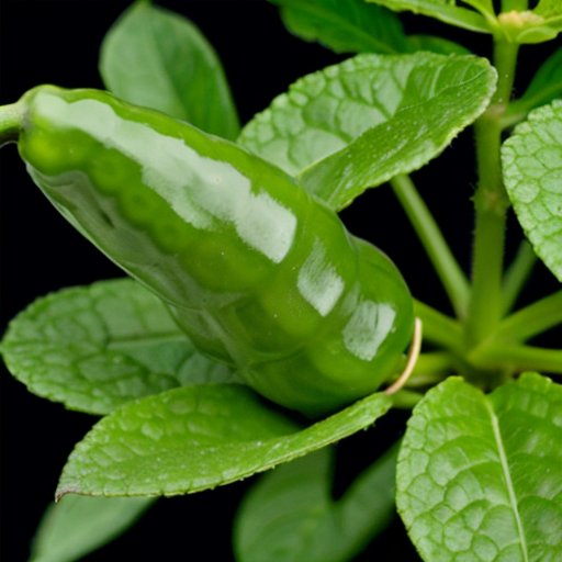 Перец с зелеными листьями и повреждениями от вредителей, с органическим спреем и механической защитой на фоне.