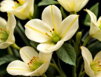 Зеленое мыло: Эффективное решение для защиты ваших цветов от вредителей