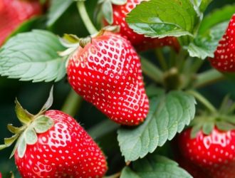 Земляника: Важная ягода для экосистемы и здоровья человека