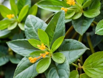 Жимолость: Как Вырастить Успешный Урожай от Правильной Посадки до Ухода