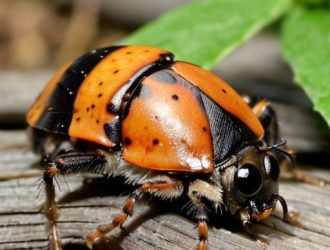 Жизненный цикл майского жука: от личинки до влияния на сельское хозяйство