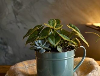 Зимний уход за калибрахоа: секреты здоровья и цветения в холодное время года